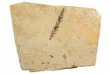 Conifer Needle (Sequoia) Fossil - McAbee, BC #262225-1